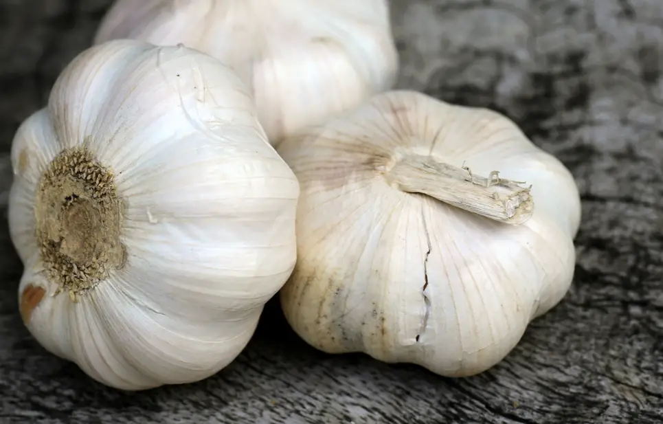 Garlic on a gray surface.