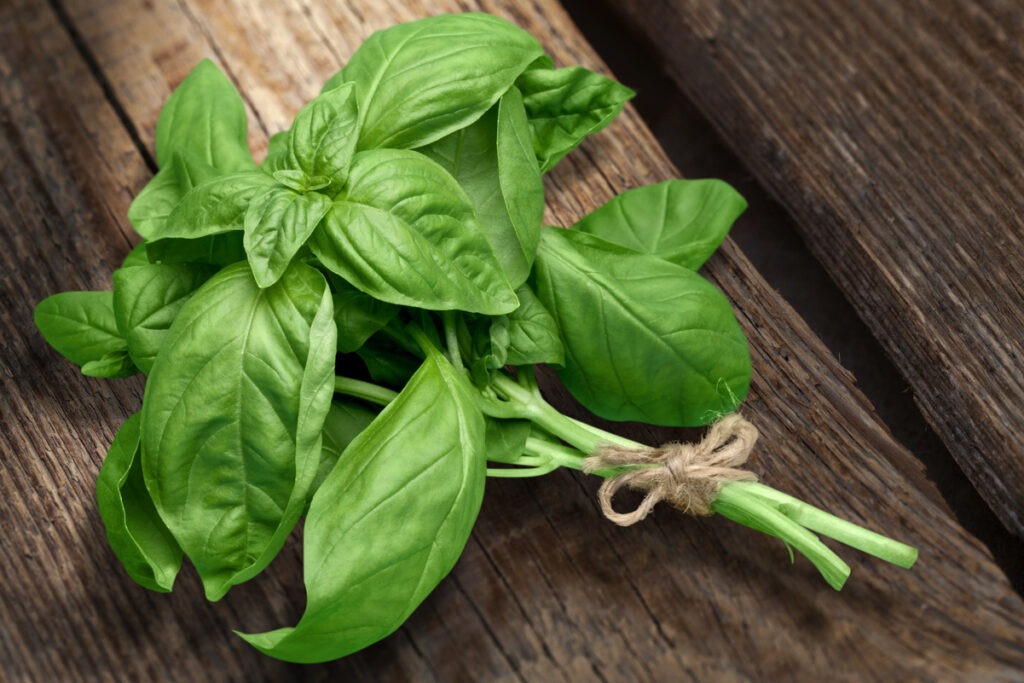 A bunch of fresh basil tied with string on a wooden surface.